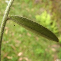 Crotalaria calycina Schrank